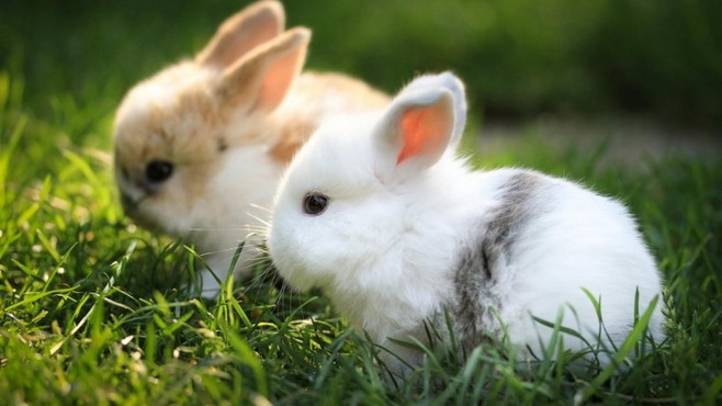 011年11月出生的属兔人是什么命？"