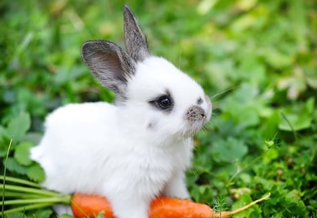 属兔是哪年出生的:属兔的都是哪几年出生的呀?