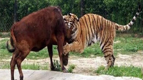 虎和牛相配婚姻如何:牛与虎相配会有幸福吗
