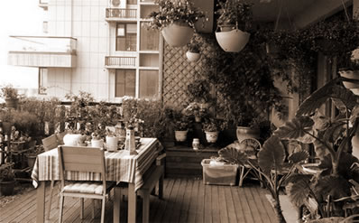 旺财开运化煞：最合适在生活阳台上养的绿色植物