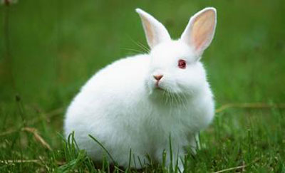 丑时出生的属兔人的命运