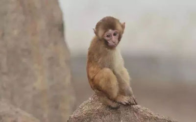 长辈有属猴的速看 40岁后的属猴人运势解析
