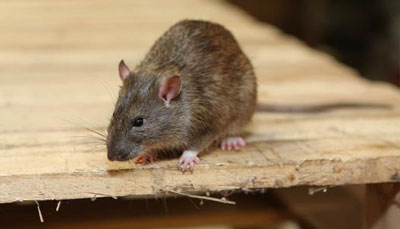 卯时出生的属鼠人命运分析