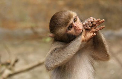 巳时出生的属猴人命运分析