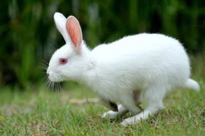未时出生的属兔人命运分析