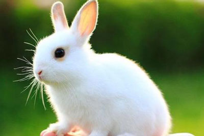 申时出生的属兔人命运分析