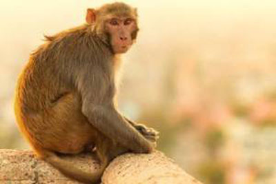 申时出生的属猴人命运分析
