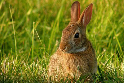 戌时出生的属兔人命运分析