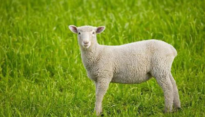 亥时出生的属羊人命运分析