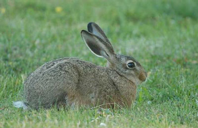 农历十二月出生的属兔人运程