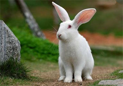 农历十月出生的属兔人运势