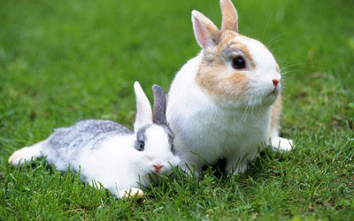 农历七月份出生的属兔人运势
