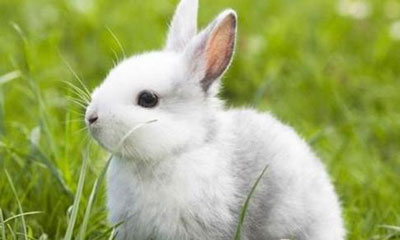 农历七月份出生的属兔人运势
