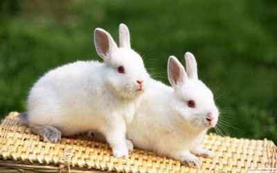 农历三月出生的属兔人命运