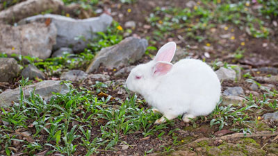 农历二月出生的属兔人命运