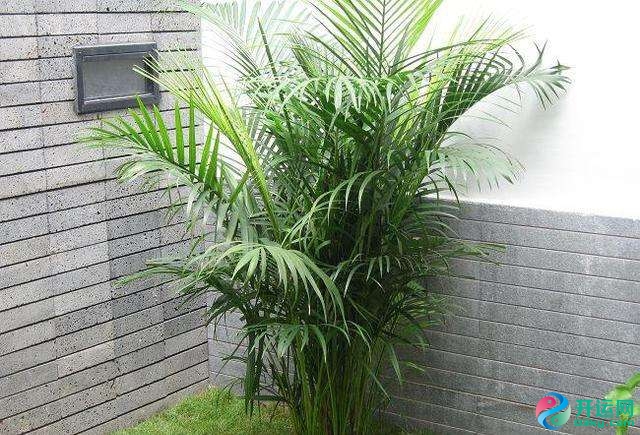 家里种植凤尾竹有什么禁忌