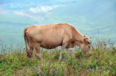 1997年六月出生的属牛人命运
