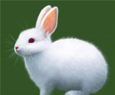 春天出生的属兔人命运分析
