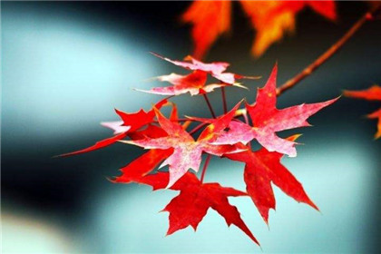 寒露习俗观红叶是什么?哪里最适合寒露节气看红叶?