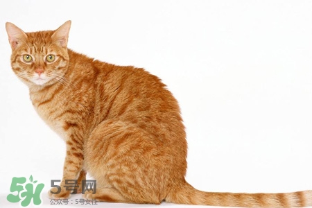 禽流感可以养猫吗？禽流感期间能养猫吗？