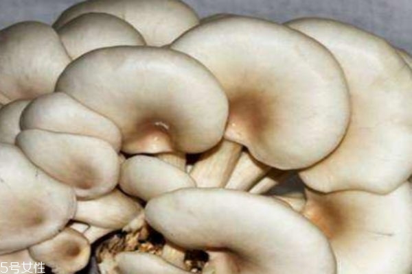 什么人群不能吃平菇呢 平菇生长在什么环境下呢
