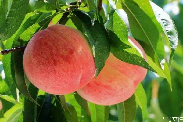 桃子吃多了有什么危害吗 桃子有什么营养价值呢