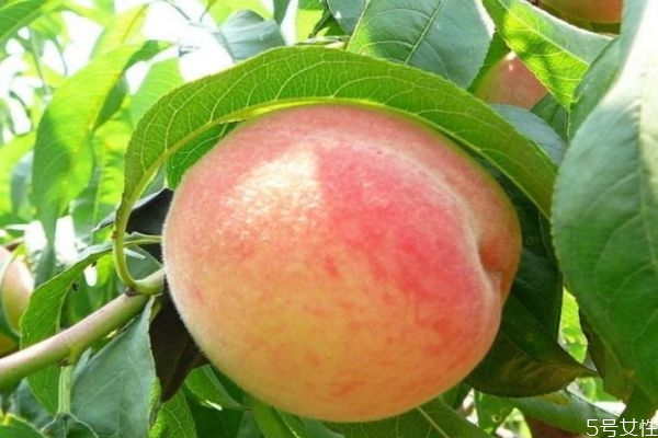 桃子吃多了有什么危害吗 桃子有什么营养价值呢