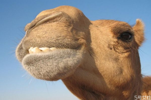 骆驼肉可以吃吗 骆驼肉有什么营养价值呢