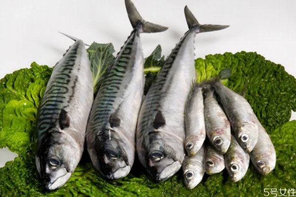 沙丁鱼有什么营养价值呢 吃沙丁鱼有什么好处呢
