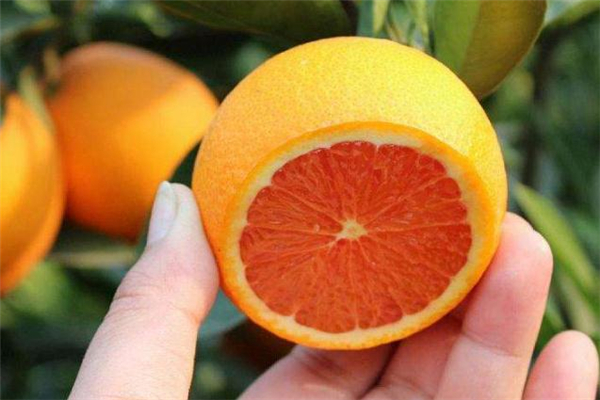 脐橙吃多了皮肤会黄吗 脐橙一天最多吃几个