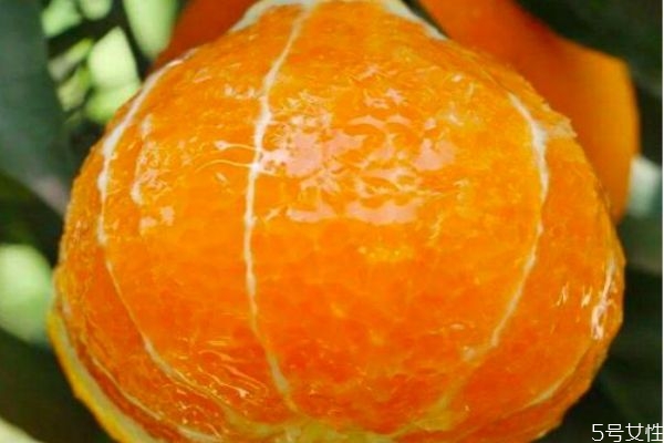 爱媛38号是橘子还是橙子 爱媛38号的营养价值