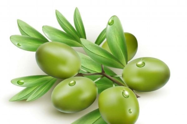 橄榄的作用有什么呢 橄榄可以直接吃吗