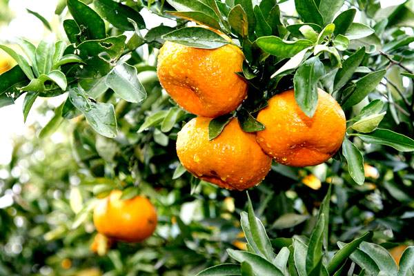 椪柑和橘子有什么区别 椪柑几月份熟