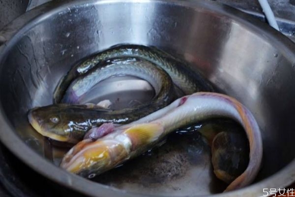 海鲶鱼有什么营养价值呢 吃海鲶鱼有什么好处呢