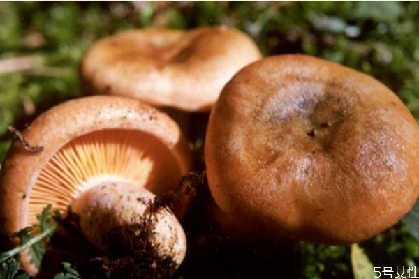什么是松乳菇呢 松乳菇有什么营养价值呢