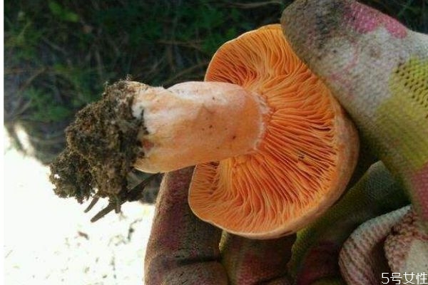 什么是松乳菇呢 松乳菇有什么营养价值呢