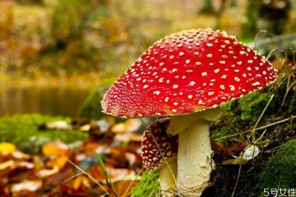 什么样子的蘑菇是毒蘑菇呢 如何分辨毒蘑菇呢