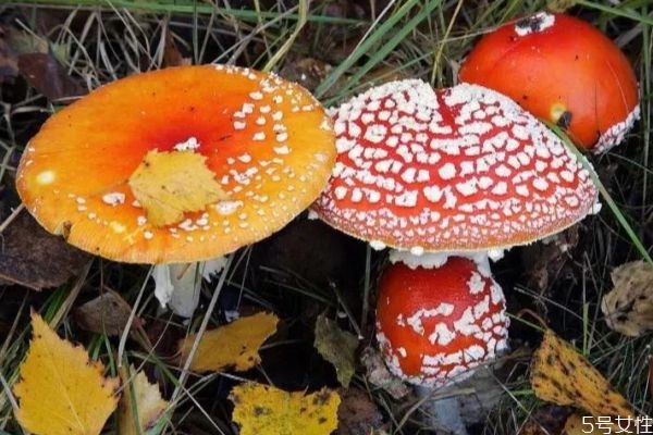 什么样子的蘑菇是毒蘑菇呢 如何分辨毒蘑菇呢