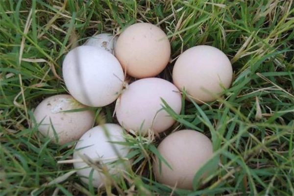 土鸡蛋一天吃几个合适 土鸡蛋可以生吃吗