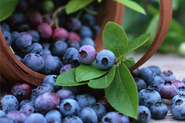 蓝莓外面的白霜是什么 蓝莓吃皮要注意什么