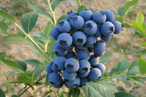 怎么判断蓝莓是否新鲜 野生蓝莓和蓝莓的区别