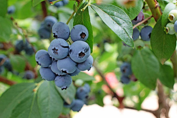 怎么判断蓝莓是否新鲜 野生蓝莓和蓝莓的区别