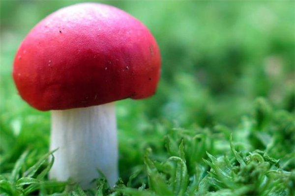 红蘑菇有毒吗 红蘑菇能吃吗