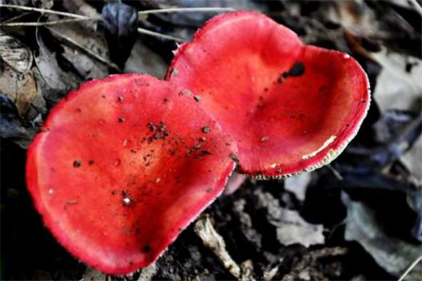 红蘑菇有毒吗 红蘑菇能吃吗