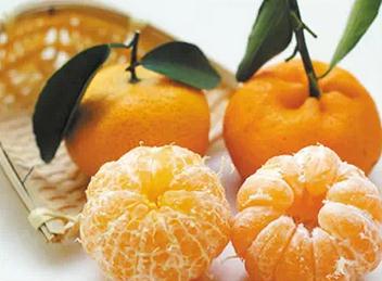 橘络是什么 橘络的作用