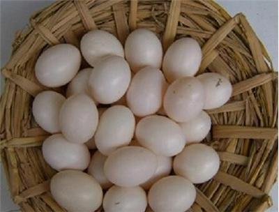 一个鸽子蛋有多大 一个鸽子蛋有多重