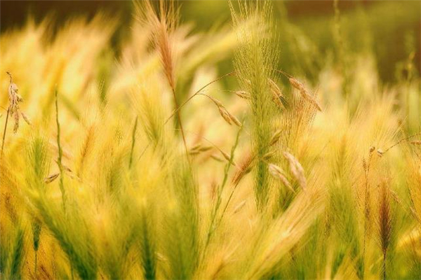 浮小麦是什么 浮小麦和小麦的区别
