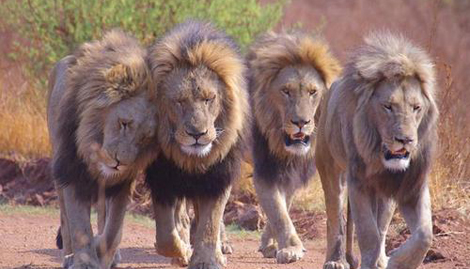 昨晚做梦到一群狮子围着自己代表了什么