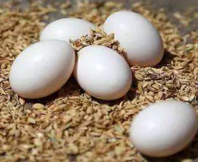 鸽子蛋怎么吃最营养？鸽子蛋吃了有什么好处？