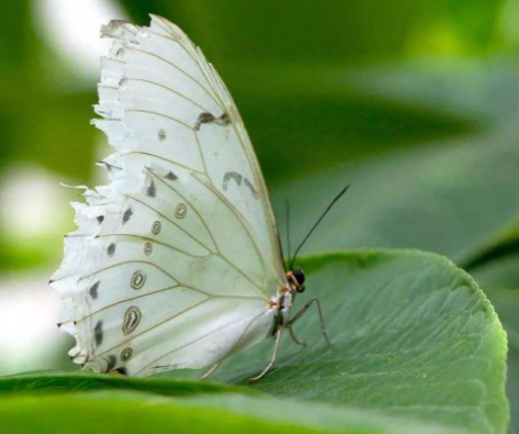 梦见白蝴蝶在面前飞什么意思？梦见白蝴蝶飞进家是什么预兆？